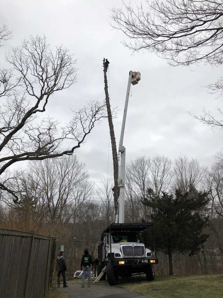 Northeast Tree Service