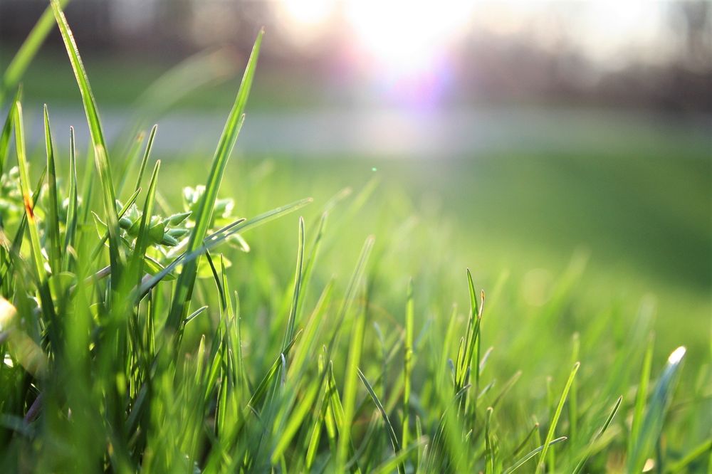 Lawnscape Plus