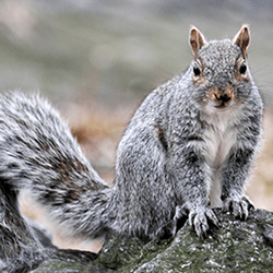 Arrow Pest Control 200 B Campus Dr Morganville Nj Photo Of Arrow Pest Control Morganville Nj United States Wildlife