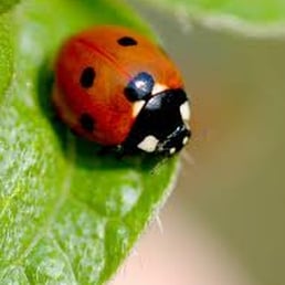 Photo of Spectrum Pest Control - Murrysville, PA, United States Pest Control Murrysville Pest Control Murrysville Photo of Spectrum Pest Control - Murrysville, PA, United States