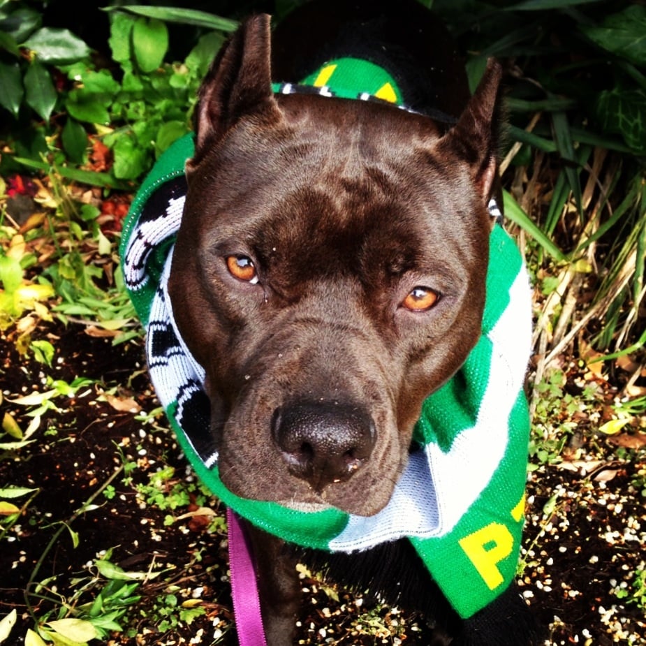 family dogs new shelter family dogs new shelter 18 foto s 45 reviews dierenasiels southeast family dogs new shelter family dogs new shelter 18 foto s 45 reviews dierenasiels southeast