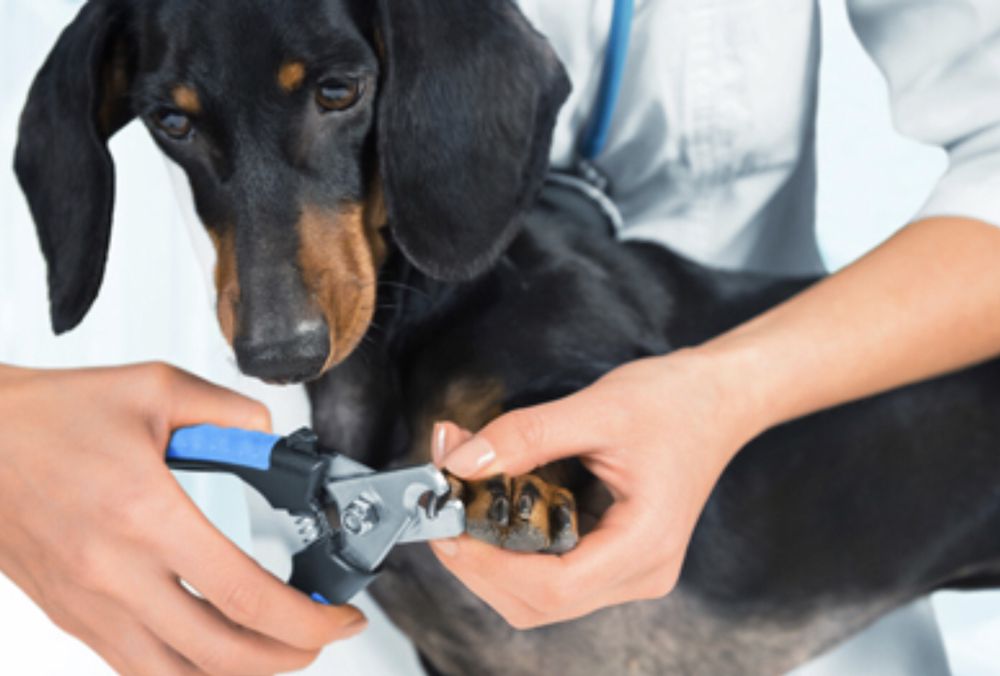 Paws & Claws Pet Grooming Image