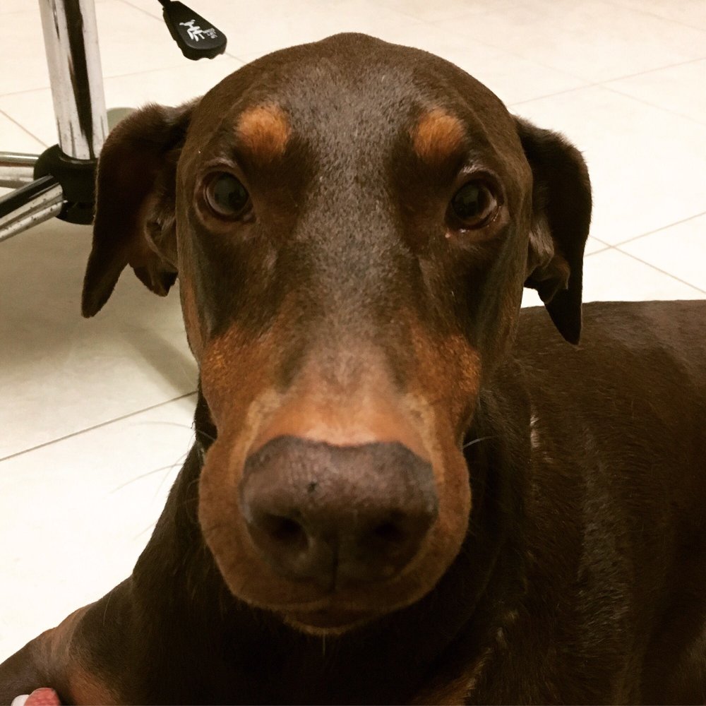 austin veterinary emergency