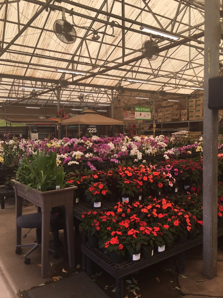 photo of walmart kahului hi united states their garden center has lots - Walmart Garden Center Plants photo of walmart kahului hi united states their garden center has lots - Walmart Garden Center Plants