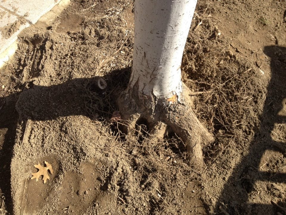 Branches Tree Experts