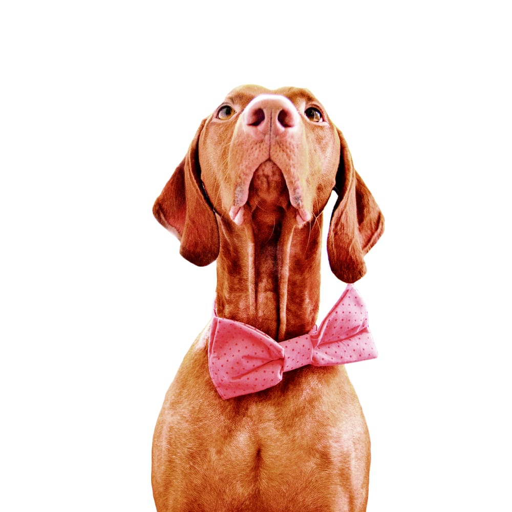 Bailey Blu Pet Boutique