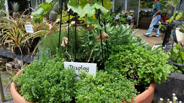 Kauai Nursery Landscaping 3 1550 Kaumualii Hwy Lihue Hi Nurseries See A Problem Let Us Know