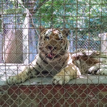 exotic feline rescue center 135 photos 47 reviews animal