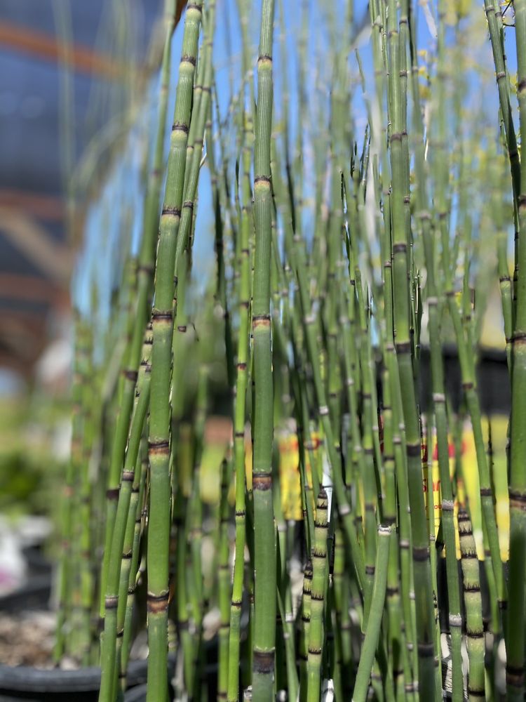 El Rancho Nursery