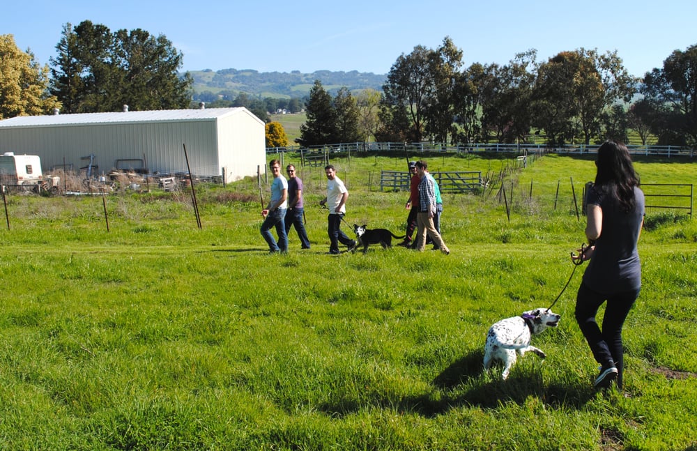 Lily’s Legacy Senior Dog Sanctuary 73 Photos Animal Shelters Petaluma, CA Phone Number