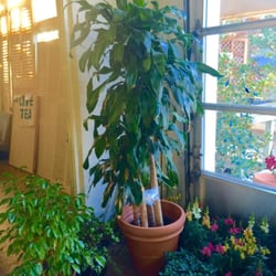 Sledd Nursery 19 Reviews Nurseries Gardening 1211 W Lynn St Photo Of Sledd Nursery Austin Tx United States