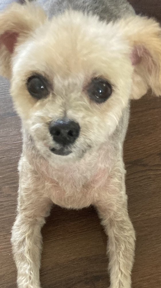 Wash Your Paws Pet Grooming Image