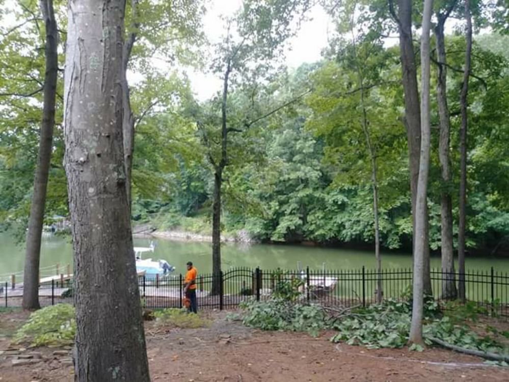 Monkey Business Tree service