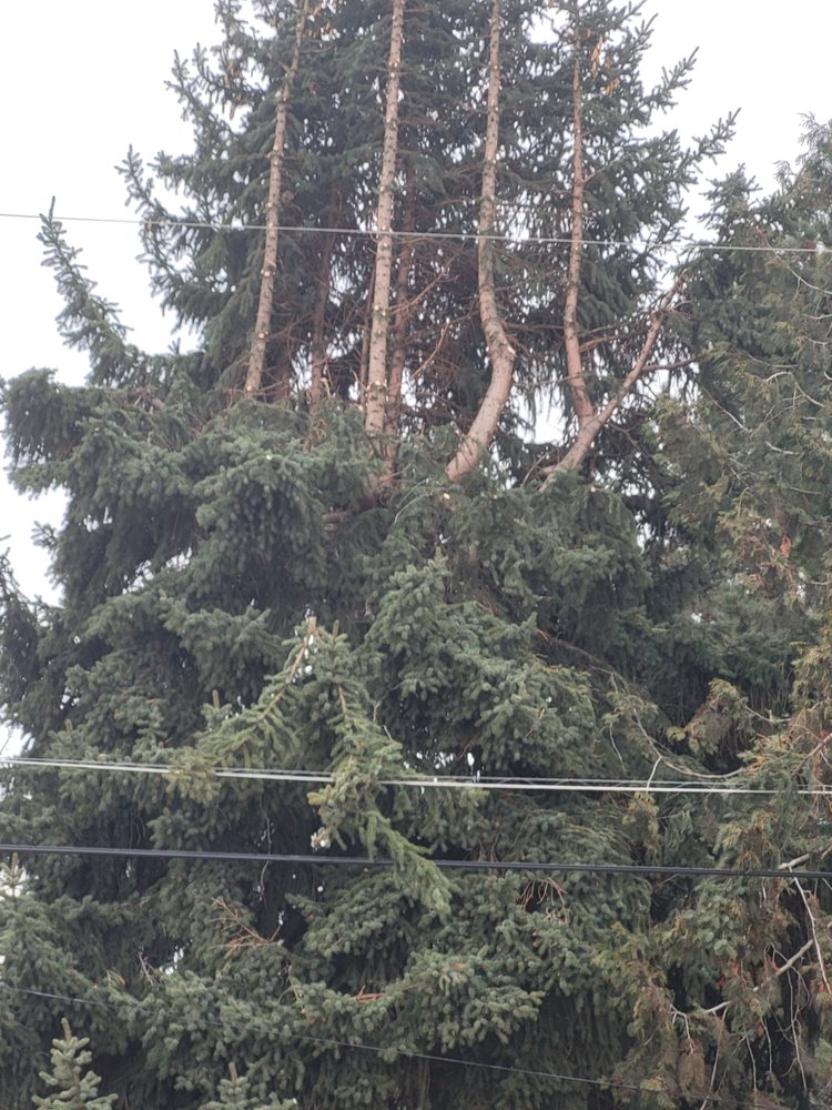 Asplundh Tree Expert