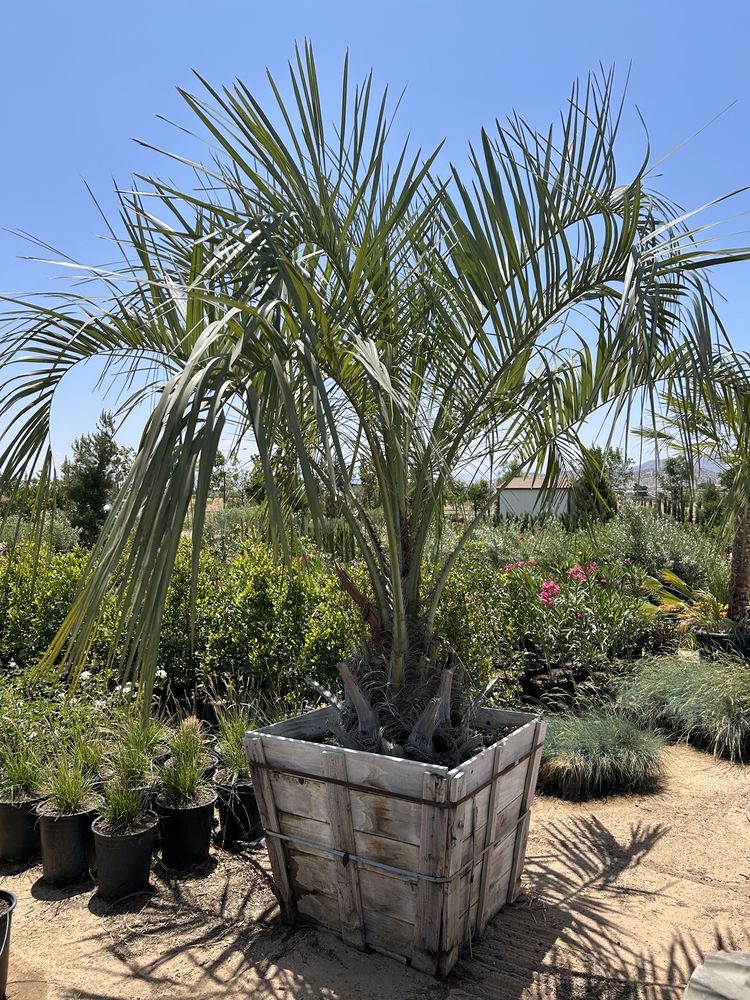 Evergreen Nursery