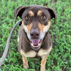 pet express 34 photos