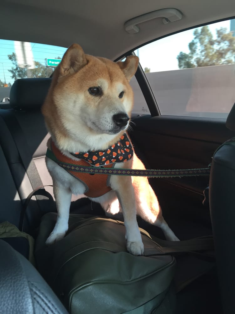 They Always Put Cute Bandanas After A Wash Depending On The Season Photo Of Soggy Dog Long Beach Ca United States They Always Put