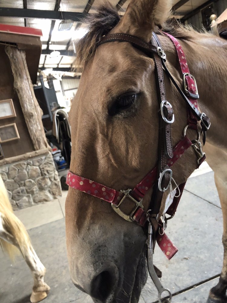 Clearview Horse Farms