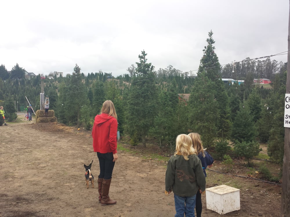 reindeer ridge christmas tree farm juletr 230 er 3500 reindeer ridge christmas tree farm juletr 230 er 3500