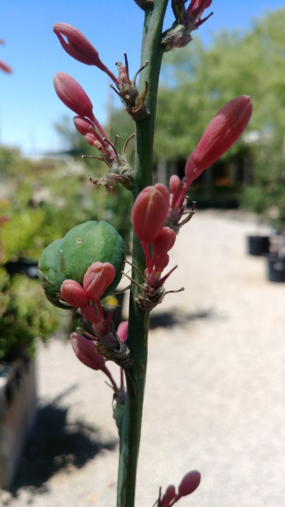 Silverbell Nursery 806 Photos & 14 Reviews Nurseries & Gardening