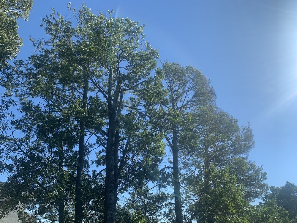 Tinos Tree Service