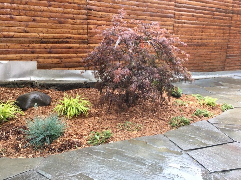Anese Maple And Ornamental Gr Yelp Photo Of Brooklyn Landscape Design Ny United States Anese Maple And