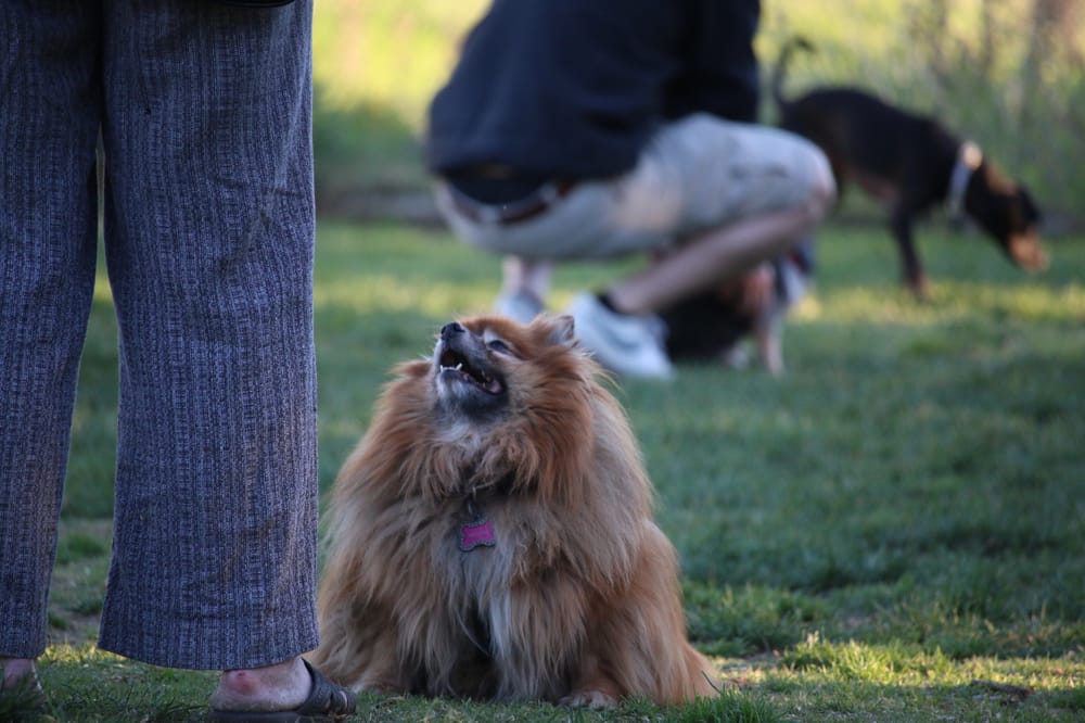 Pasadena OffLeash Dog Park 525 Photos & 430 Reviews Dog Parks