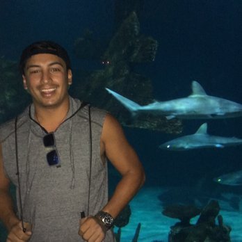 shark reef aquarium 2641 photos 891 reviews aquariums 3950 s