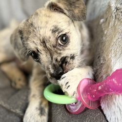 Wagmor Pets Dog Rescue photo