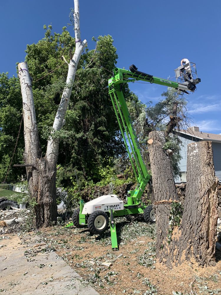 Art Tree Removal