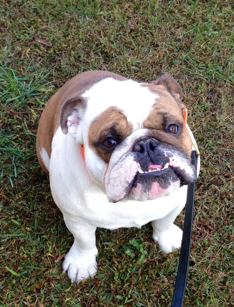 Dog Training Shelby Nc Dog Training Shelby Nc