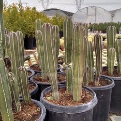 Sun City Nursery Nurseries Gardening 33880 Washington St Photo Of Sun City Nursery Indio Ca United States