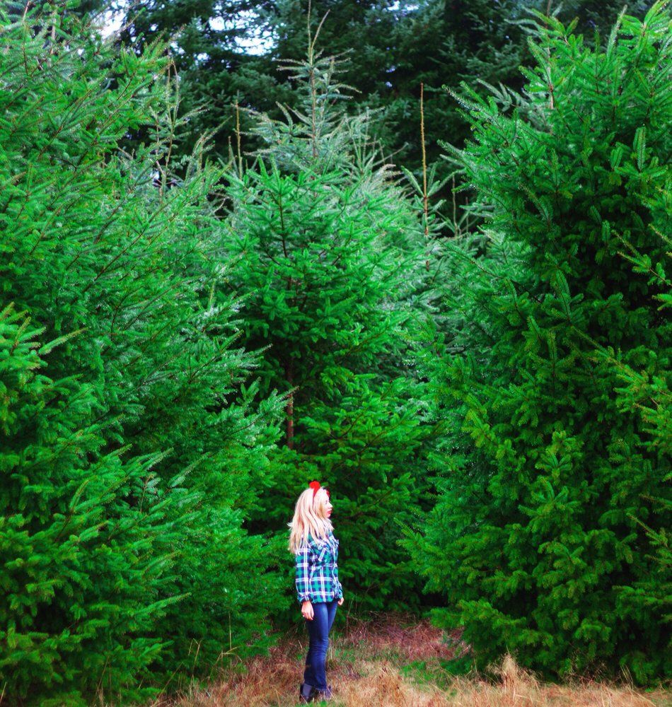 green acres christmas tree farm 22枚の写真 クリスマスツリー green acres christmas tree farm 22枚の写真 クリスマスツリー