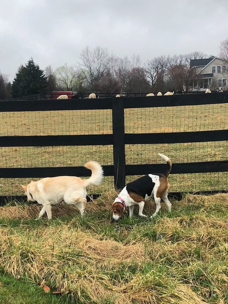 Sugar Maple Farm K9 Boarding and Day Care