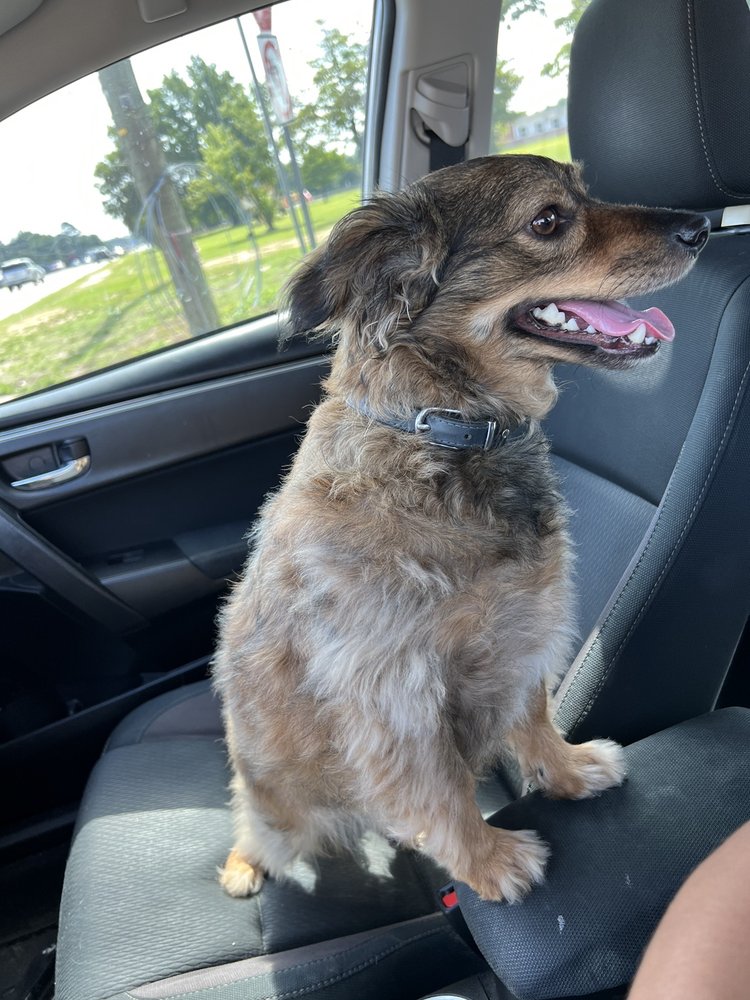 Cheryls Best Friends Pet Grooming