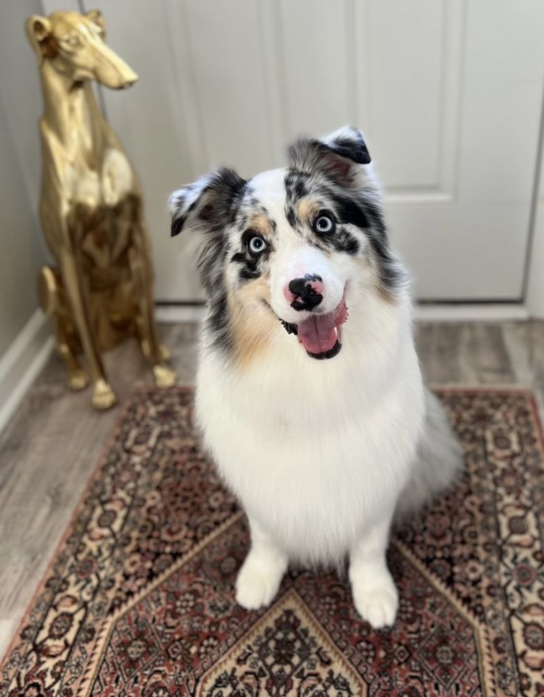 Adore Mobile Pet Spa