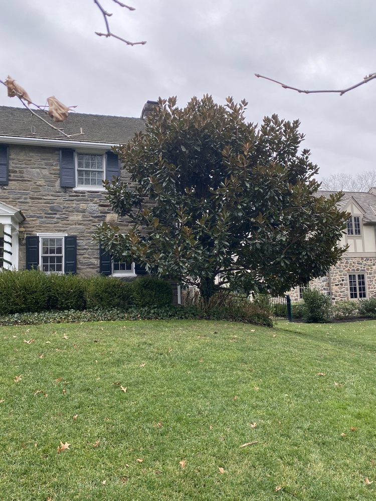 Pro Tree Services