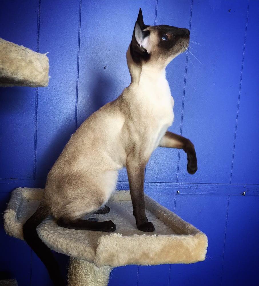 Kokiri Cattery - 18 Photos - Pet Breeders - 14 Vincennes St, South ... Kokiri Cattery - 18 Photos - Pet Breeders - 14 Vincennes St, South ...