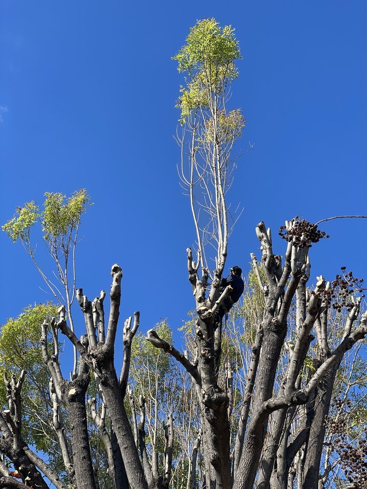 Perfection Tree Specialist