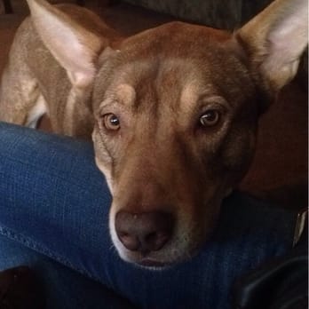 st francis 24hr animal hospital