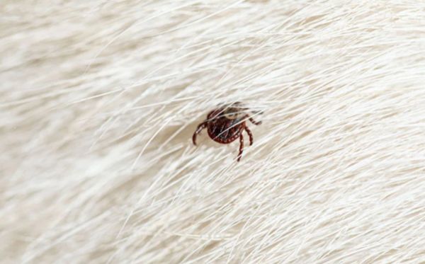 Christopher Pest Protection