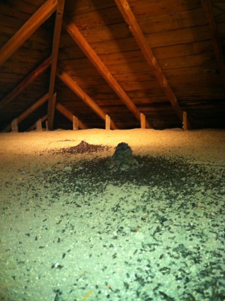 Bat Guano In Attic Yelp 12 Photos For Bat And Wildlife Solutions