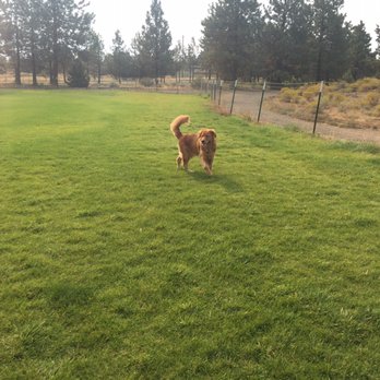 Pine Nursery Park 39 Photos 24 Reviews Dog Parks 3750 Ne Photo Of Pine Nursery Park Bend Or United States Loving It