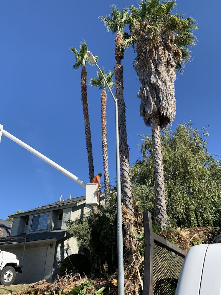 Kokers Demo and Tree Service
