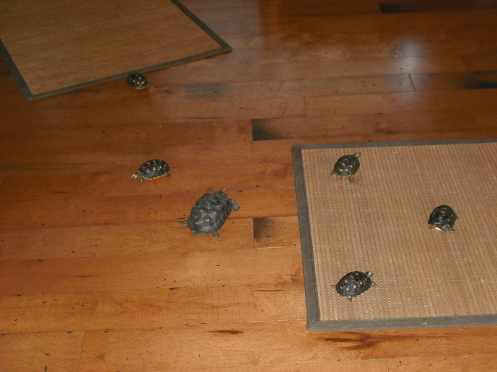 Critter Crazy Pet Sitting