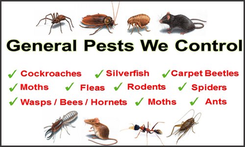 Peace Of Mind Pest Solutions