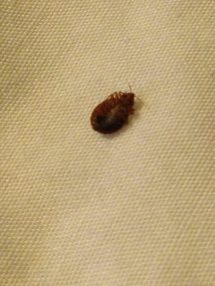 Oceanfront Viking Motel Myrtle Beach Reviews The Best Beaches In Up Close Picture Of The Bug I Found Under My Pillow Dead Yelp Oceanfront Viking Motel Myrtle Beach Pinterest