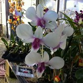 RF Orchids - 438 Photos & 32 Reviews - Nurseries & Gardening - 28100 SW