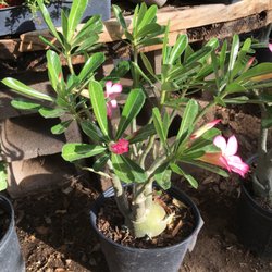 Whitfill Nurseries 17 Photos 31 Reviews Gardening Photo Of Whitfill Nurseries Phoenix Az United States