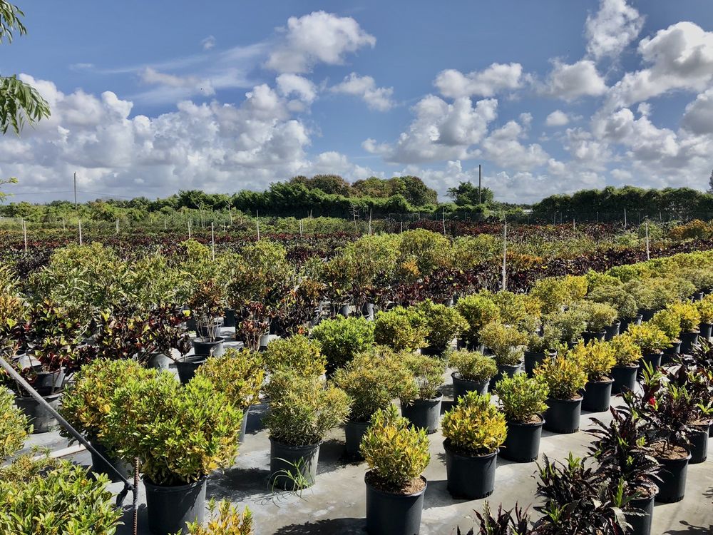 JM Nursery